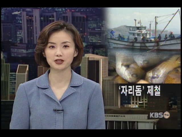 제철맞은 자리돔잡이 