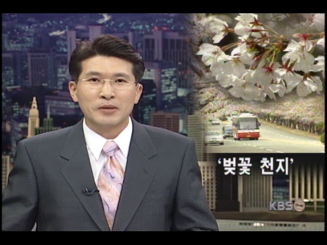 벚꽃따라 백리길 