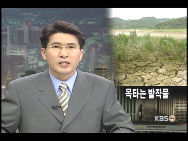 계속된 봄가뭄으로 목타는 밭작물 