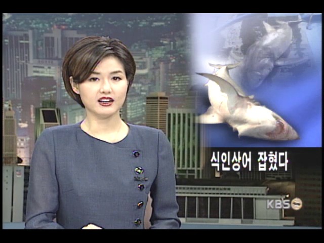 식인상어 잡혀 