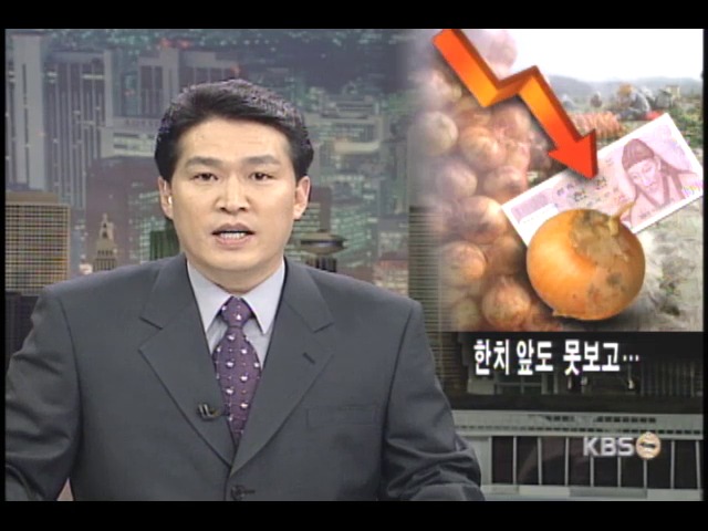 양파값 폭락, 뒷북치는 수매대책 