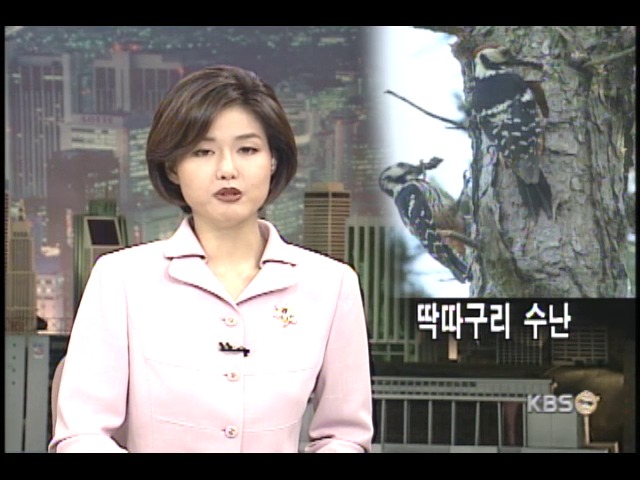 살아남은 새끼 딱따구리의 슬픔 