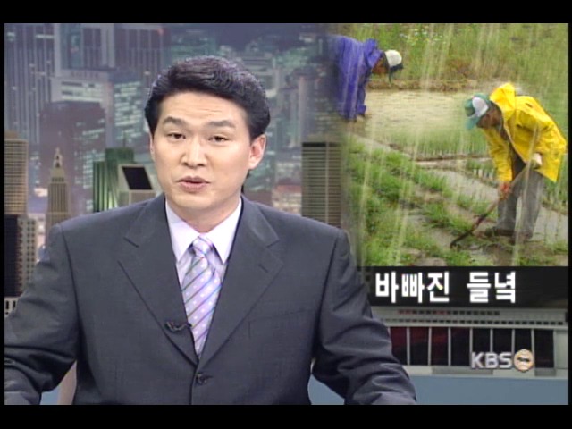 단비로 바빠진 들녘 