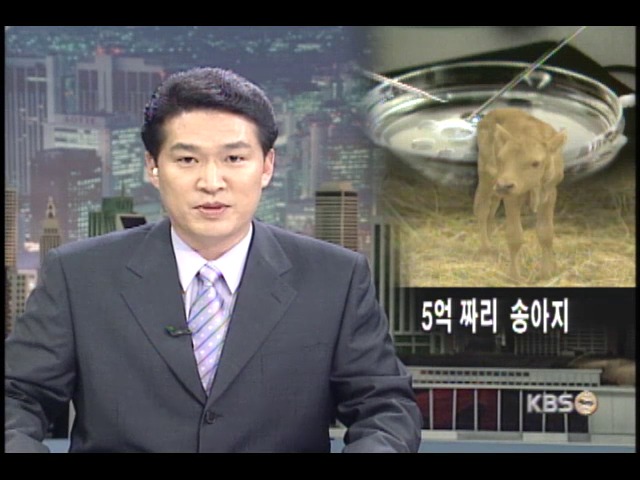 어미소 체세포 이용 우량 한우 복제 