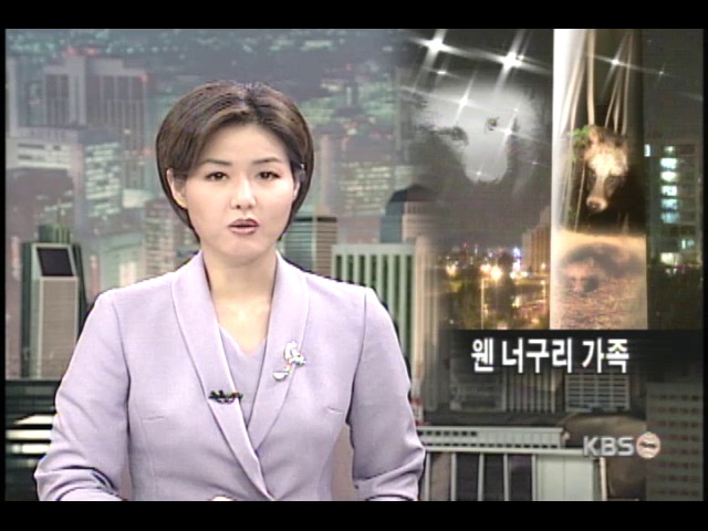 아파트에 보금자리 마련한 너구리 가족 