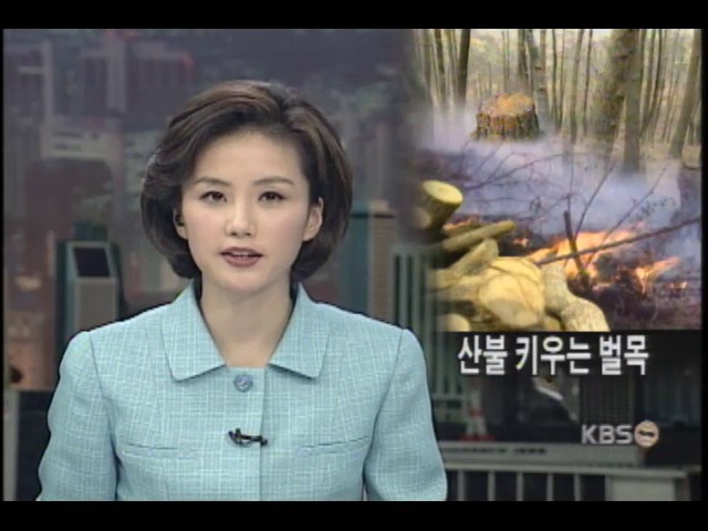 간벌목 방치로 산불 커진다 