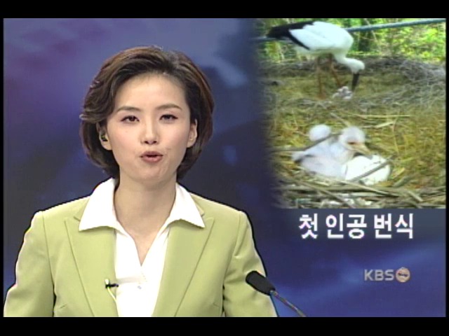 황새 국내 번식 첫 성공 