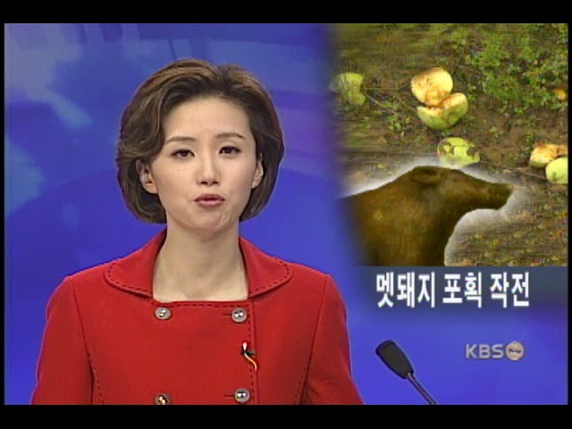 농민들, 멧돼지와의 전쟁 