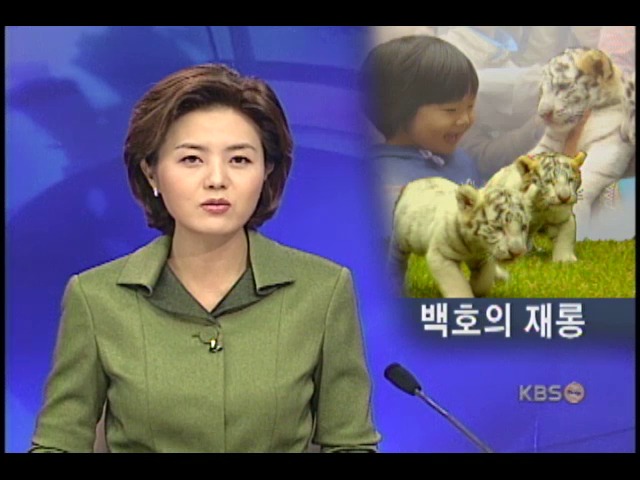 백호의 재롱 