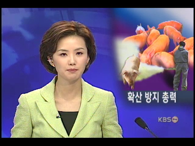 돼지 콜레라 확산 방지 총력 