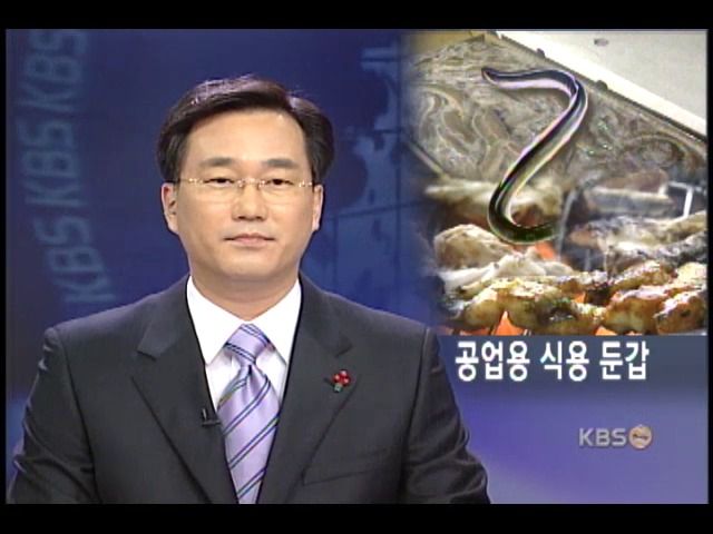 공업용 먹장어 식용으로 불법 유통 