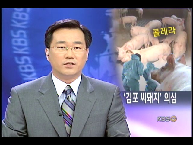 전남 화순서도 돼지콜레라 발생 