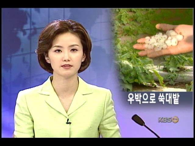 때아닌 우박, 농작물 큰 피해 