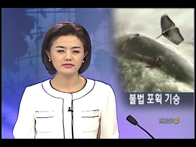 고래축제 앞두고 불법 포획 기승 