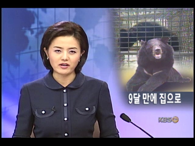탈출한 반달곰 9개월만에 돌아와 