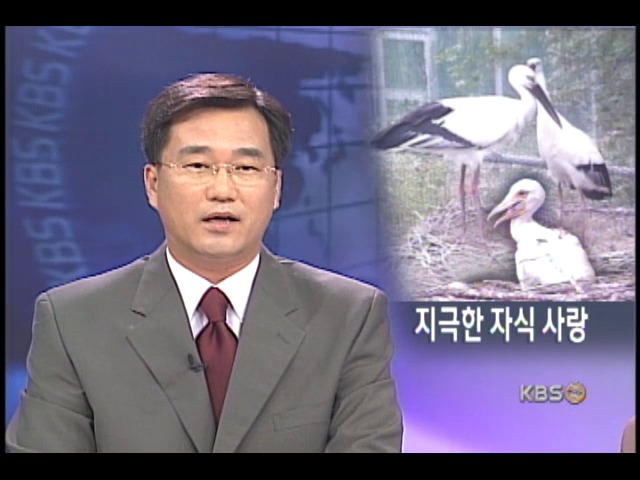 어미 황새의 지극한 자식 사랑 