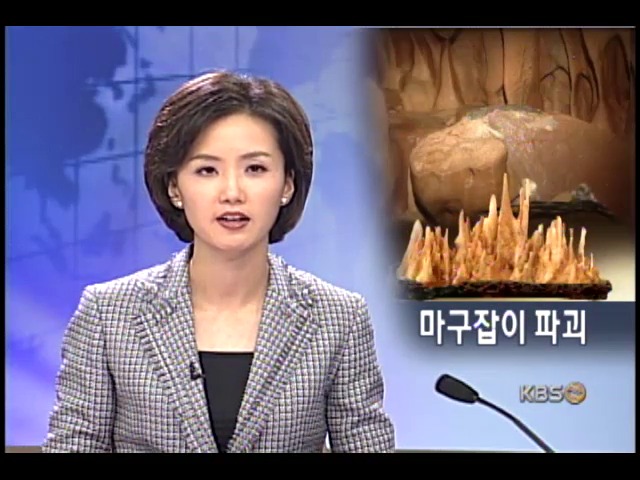 자연동굴 도굴 극성 