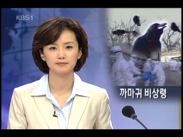 일 까마귀 조류독감 걸려 