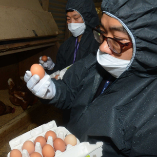 ‘살충제 달걀’ 파문 국내로…전격 판매중단·전수조사