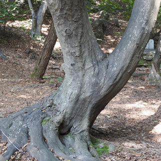 숲의 지배자 서어나무…서울에도 극상림이?