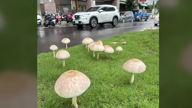 기록적 폭우 뒤 ‘버섯 천국’ 된 타이완 가오슝…“먹지 마세요”