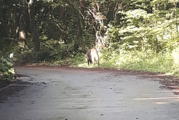 지난 7월 제주시 애월읍 바리메오름 인근에 출몰한 야생멧돼지(사진=제주도청 민원게시판)