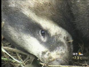 불법 수렵 여전…야생동물들의 수난