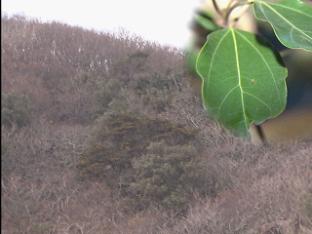 난대성 활엽수 분포 지역 ‘북상’