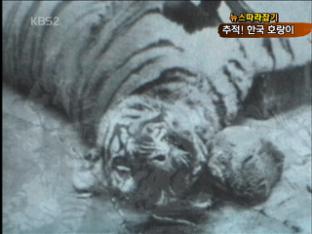 [뉴스따라잡기] 사라진 한국 야생 호랑이를 찾아서