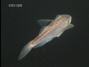 도루묵 산란 장면 첫 포착
