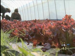 친환경 농업, 5년만 참아라