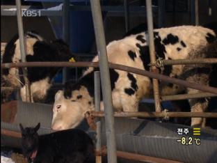 구제역 첫 발생 일주일 만에 ‘확산 조짐’