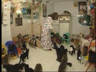 고양이 136마리와 함께 사는 러시아 여성