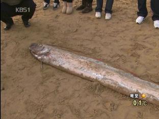 5미터 넘는 산갈치, 해운대서 발견