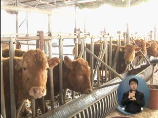 경기도 이천, 젖소 농가 구제역 ‘음성’
