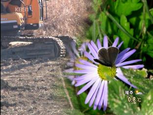 남한강 바위늪구비 습지 훼손…단양 쑥부쟁이 멸종 위기