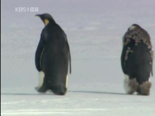 희귀새 ‘스쿠아’ 번식…남극은 ‘생태계 보고’