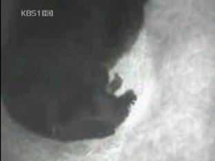반달곰 출산 첫 ‘포착’…복원 청신호