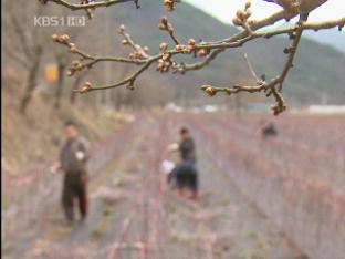 흐린 가운데 스며든 ‘봄기운’ 