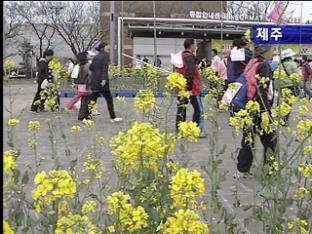 [네트워크] ‘서귀포 유채꽃 걷기 대회’ 26일 개막