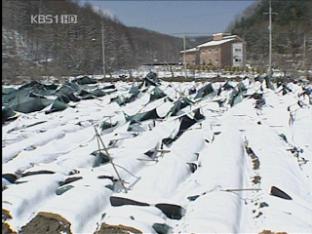 폭설에 충북 지역 인삼밭 ‘쑥대밭’