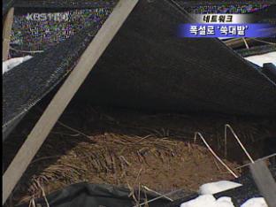 [네트워크] 잇단 폭설에 인삼밭 ‘쑥대밭’