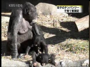 어미 침팬지의 쌍둥이 육아
