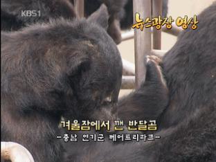 [뉴스광장 영상] 겨울잠에서 꺤 반달곰