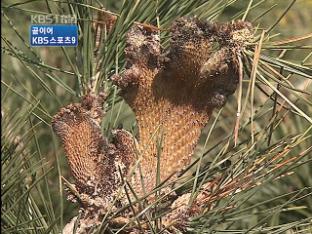 희귀 ‘소나무 사랑’ 한평생