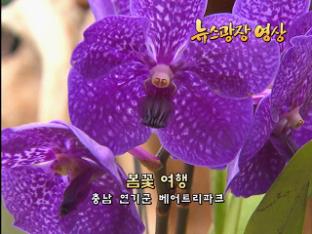 [뉴스광장 영상] 봄꽃 여행