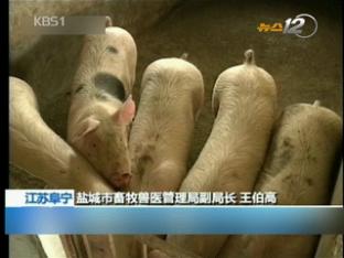 중국, 돼지고기 값 폭락…양돈 포기
