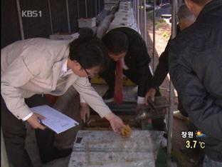 봄 기온 낮아 양봉농가 ‘울상’