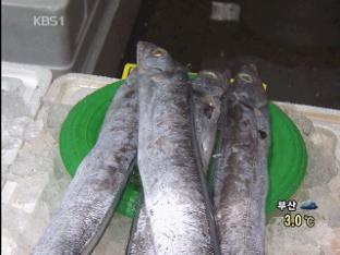 金갈치, 金등어…“생선 사기 겁나요”