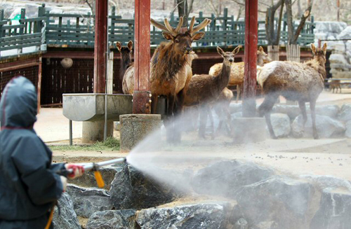 강화발 구제역이 내륙지역인 충북 충주까지 퍼지자 대도시 동물원도 바짝 긴장하고 있는 가운데 23일 대전동물원 관계자들이 방역작업을 하고 있다.